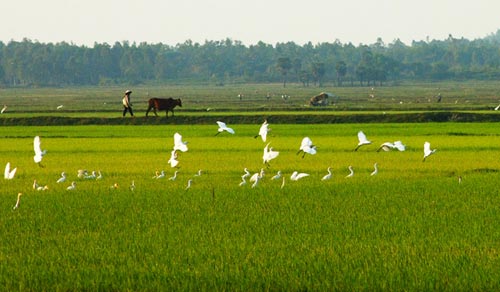 Chuyển đất nông nghiệp sang đất ở gồm thủ tục nào?