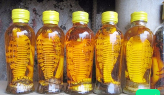 Bi phạt tù vì mua bán rắn ngâm rượu
